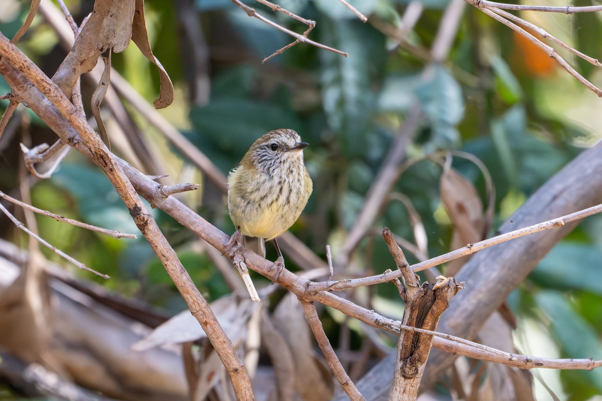 Striated Thornbill - ML643792517