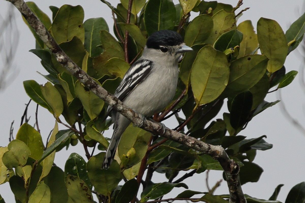 Black-capped Becard - ML643792519
