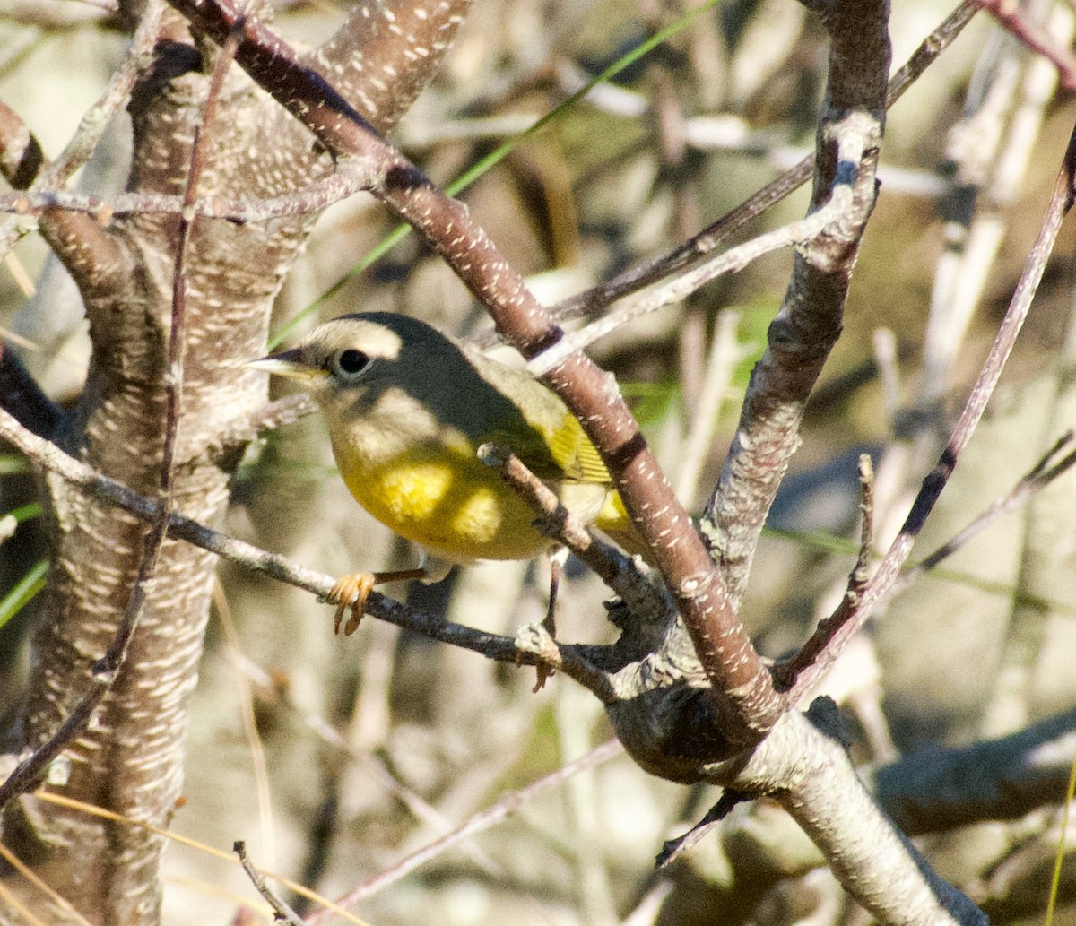 Nashville Warbler - ML643792521