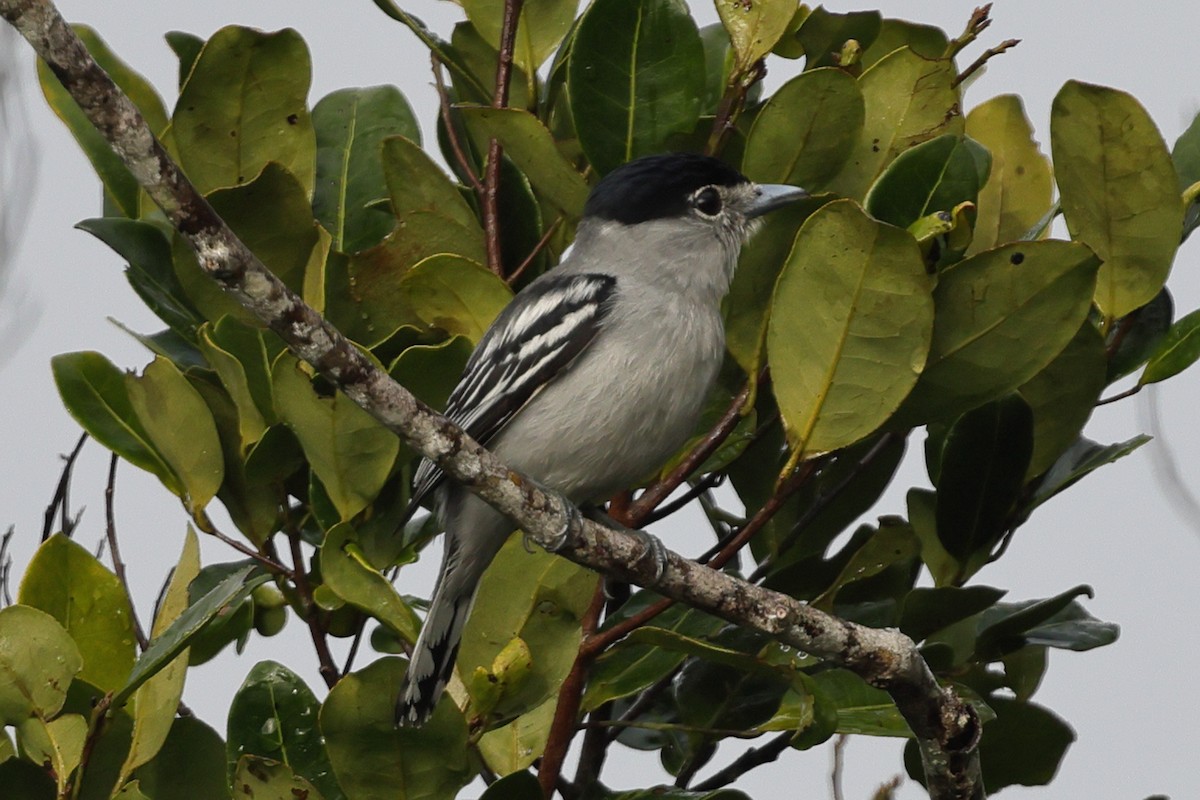 Black-capped Becard - ML643792523