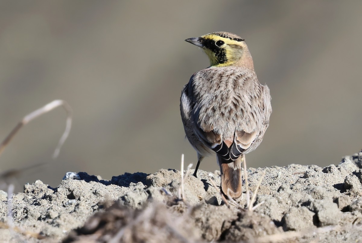Horned Lark - ML643792524