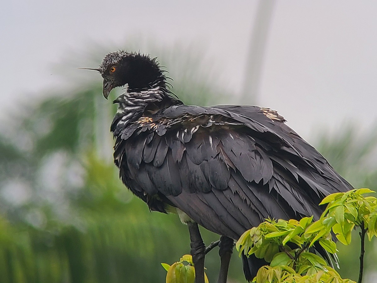 Horned Screamer - ML643792533