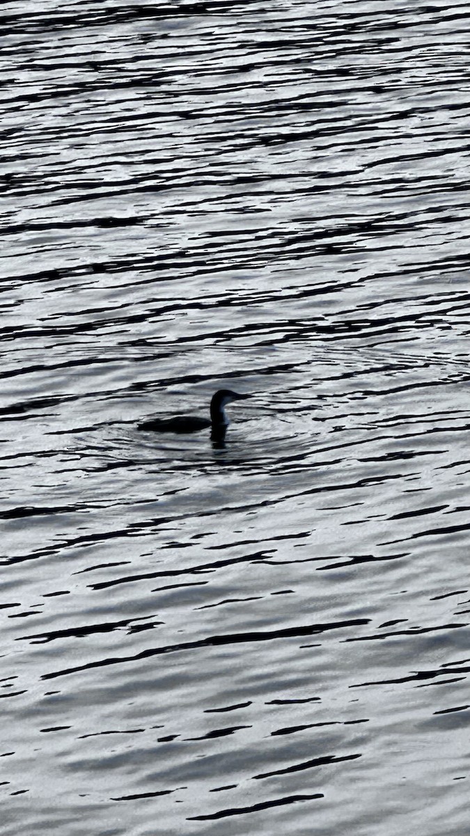 Common Loon - ML643792534