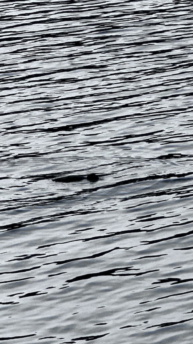 Common Loon - ML643792535