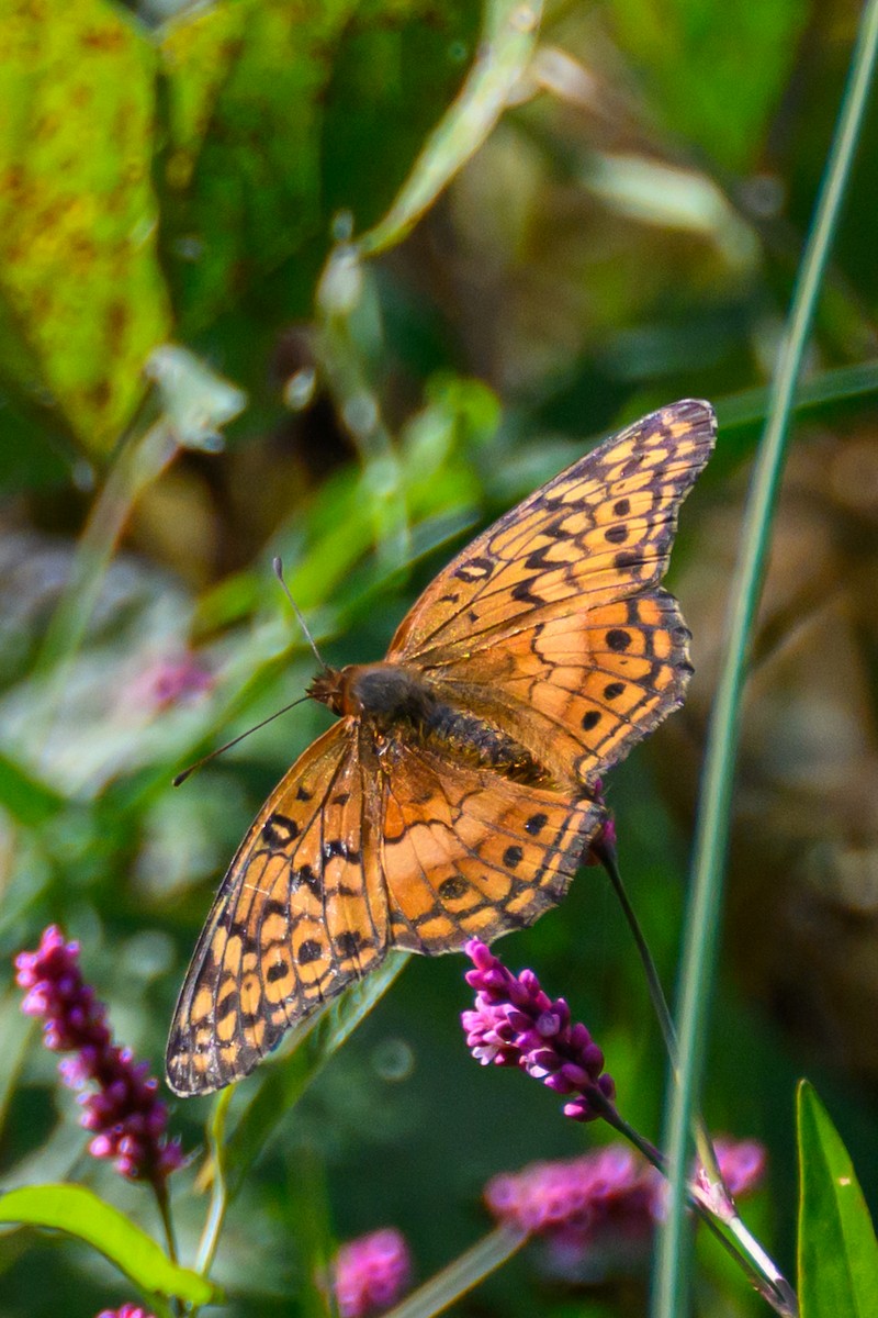 Variegated Fritillary - ML643792537