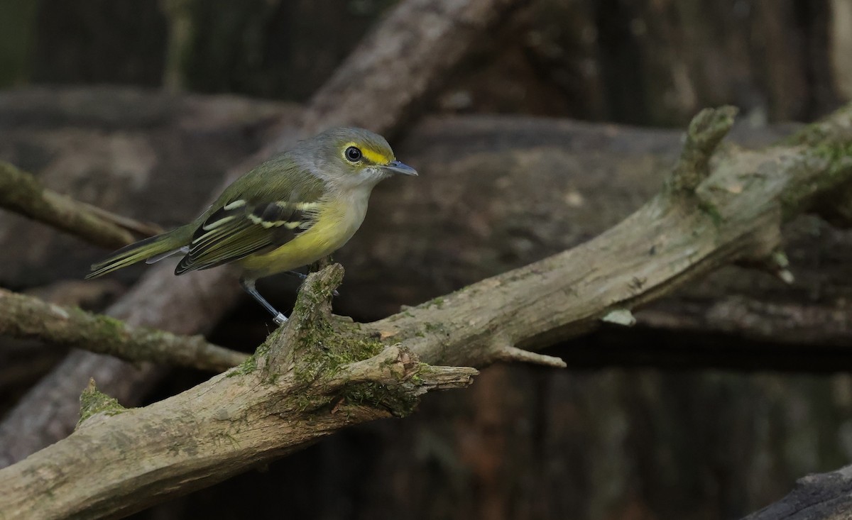 Weißaugenvireo - ML643792544