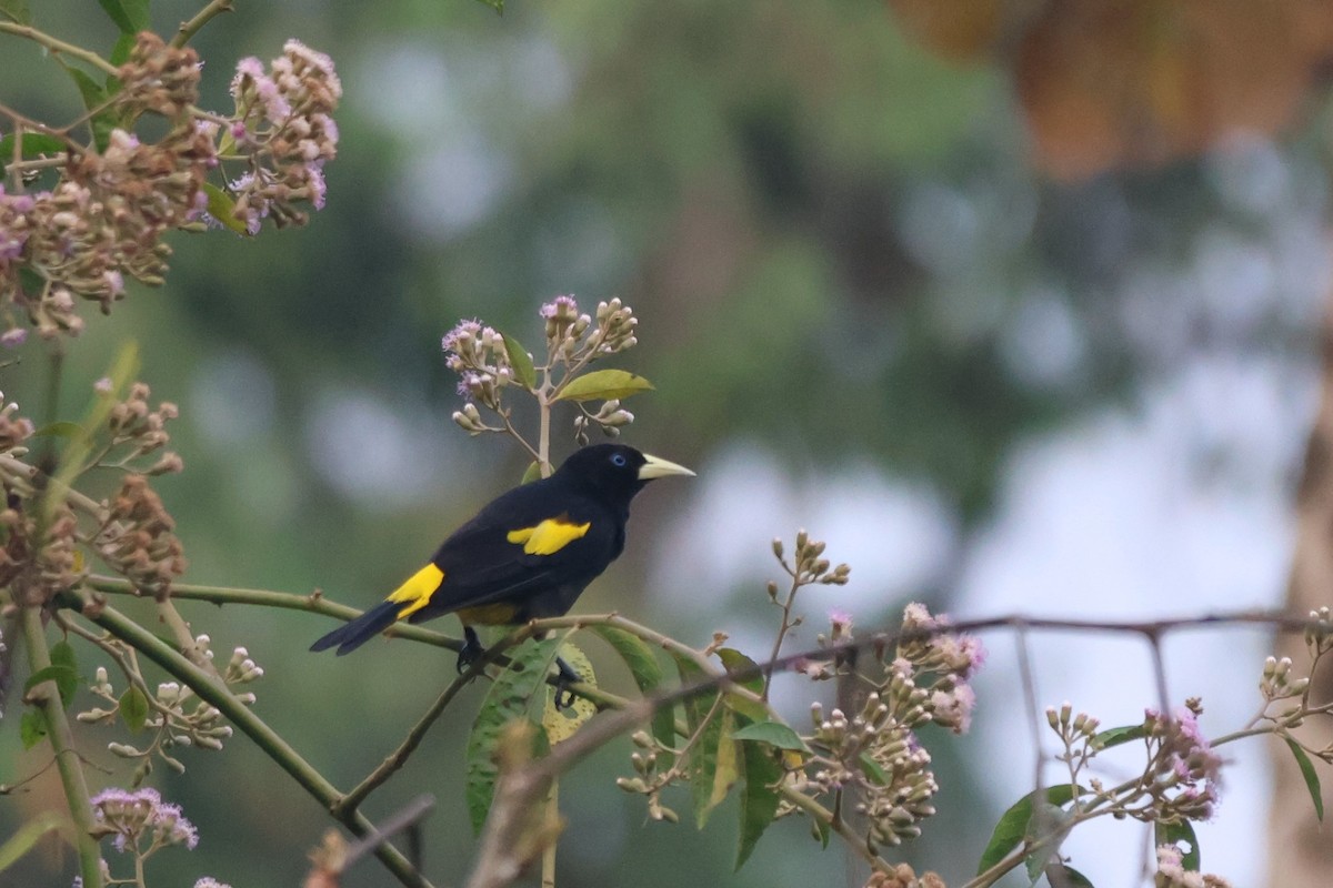 Yellow-rumped Cacique - ML643792550
