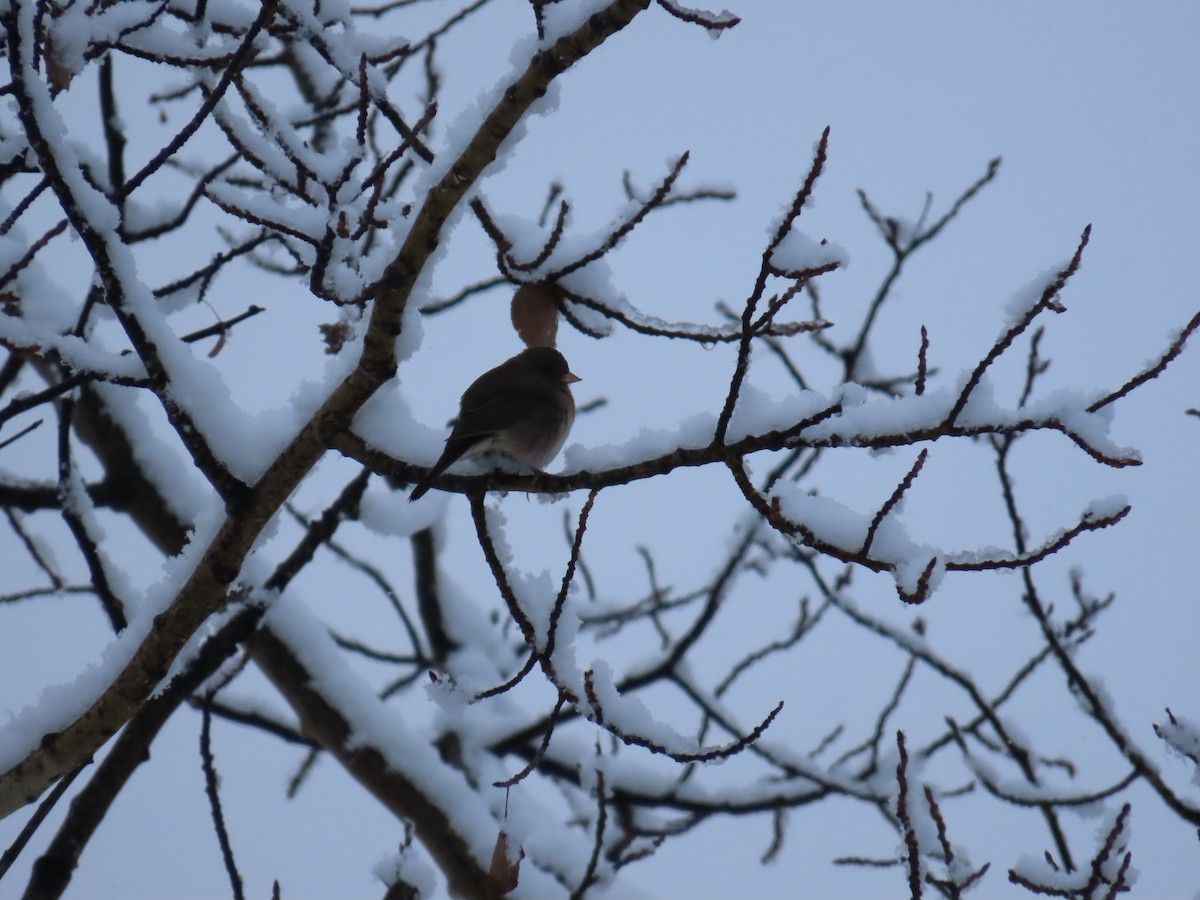 Dark-eyed Junco - ML643792556