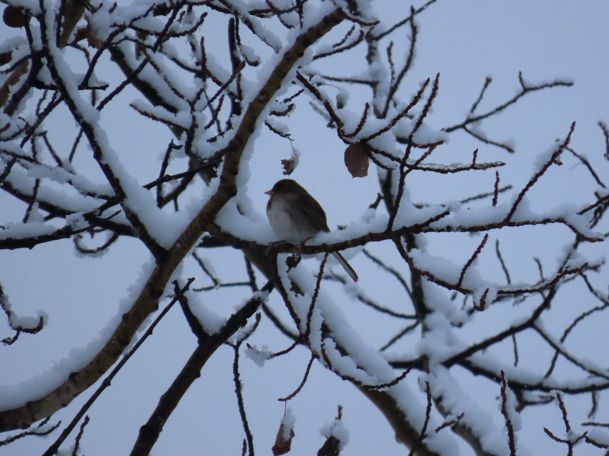 Dark-eyed Junco - ML643792557