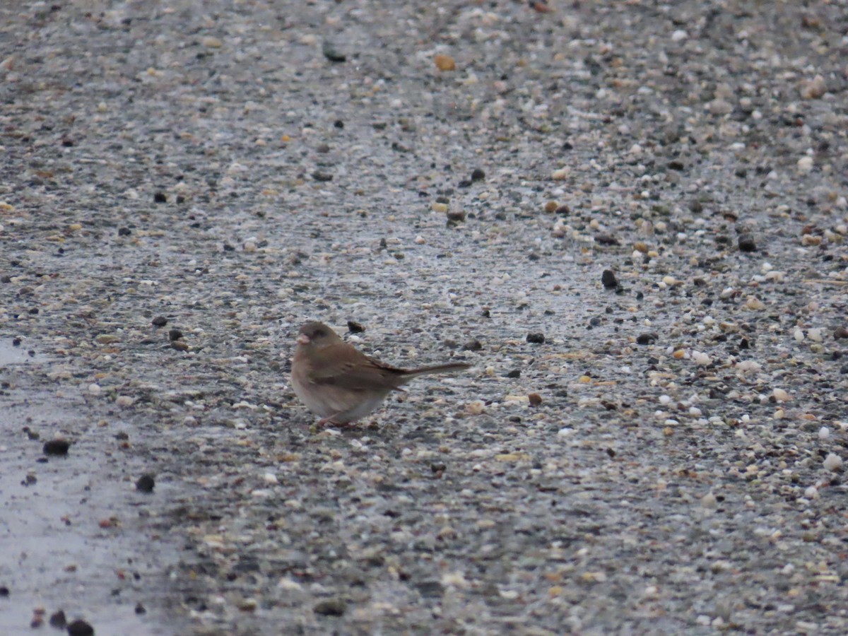 Dark-eyed Junco - ML643792558