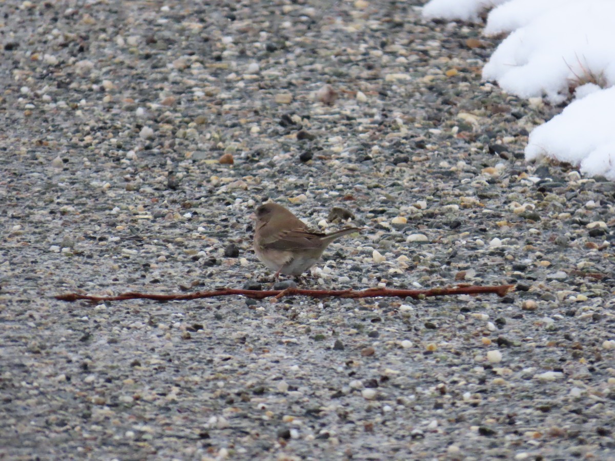 Dark-eyed Junco - ML643792559