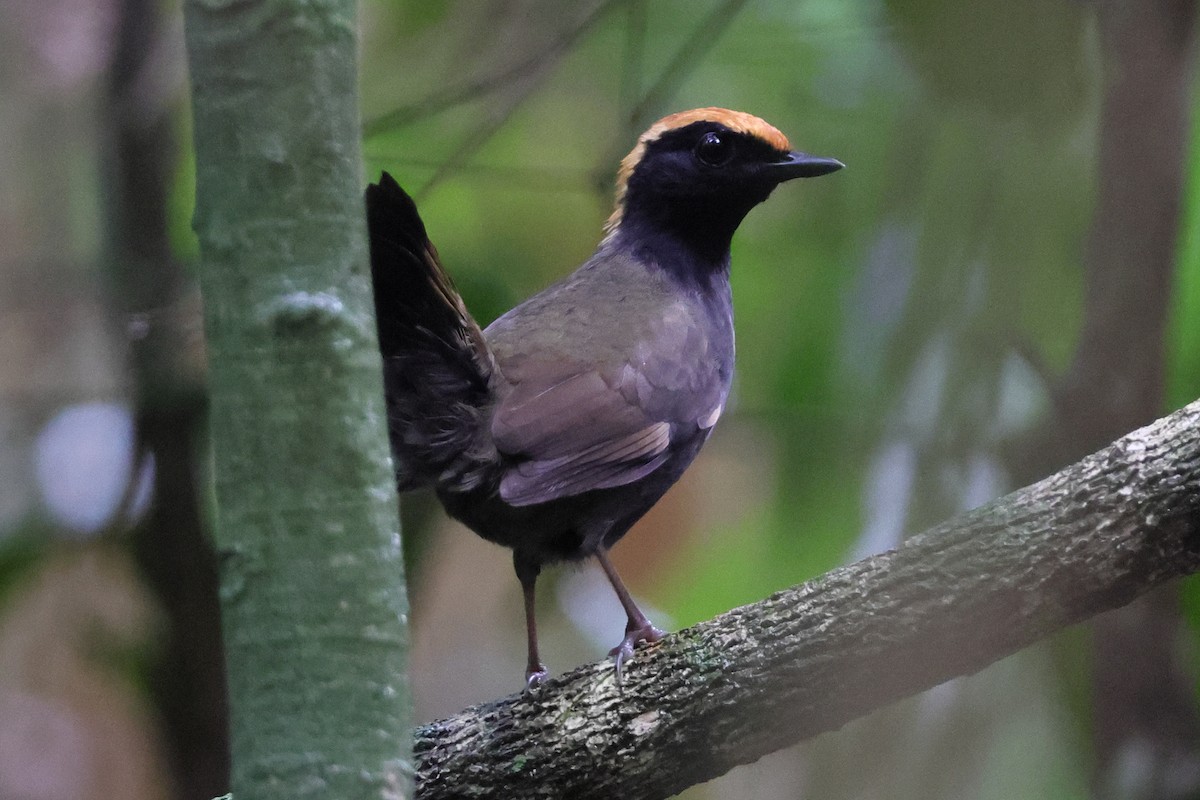 Rufous-capped Antthrush - ML643792560