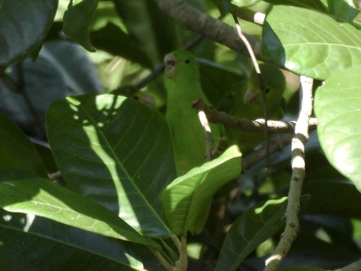 Spectacled Parrotlet - ML643792567