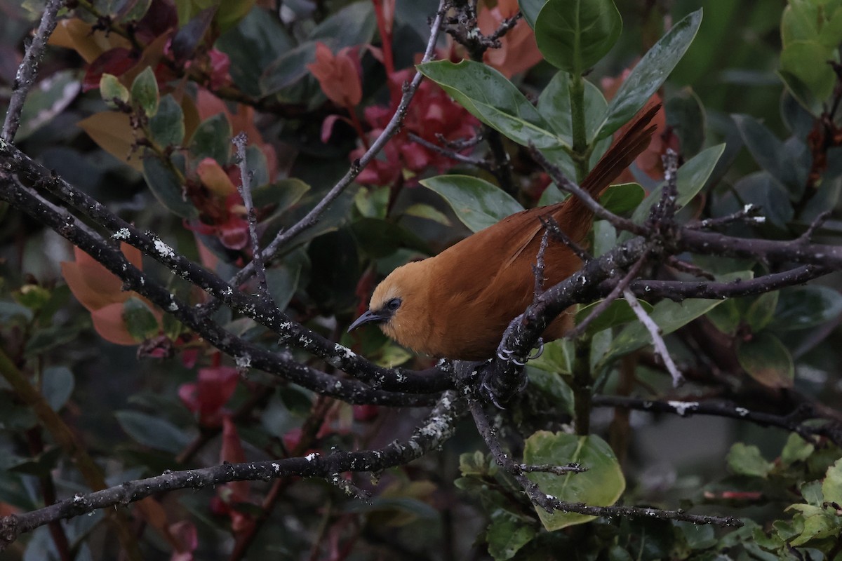 Rufous Wren - ML643792587