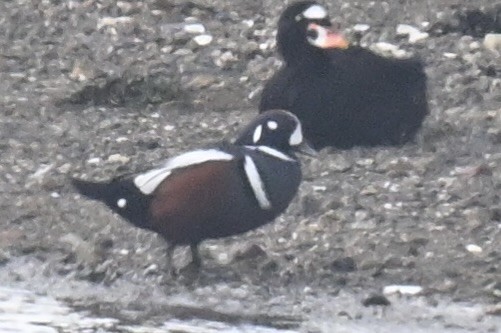 Harlequin Duck - ML643792592