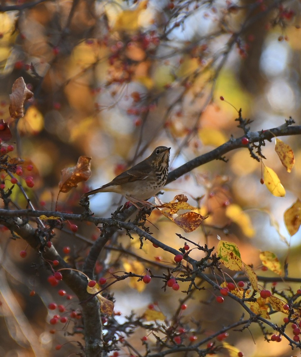 Hermit Thrush - ML643792593