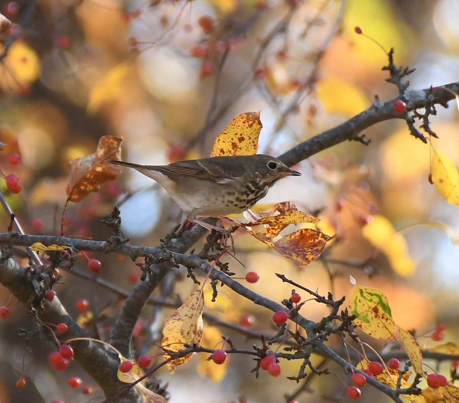 Hermit Thrush - ML643792594