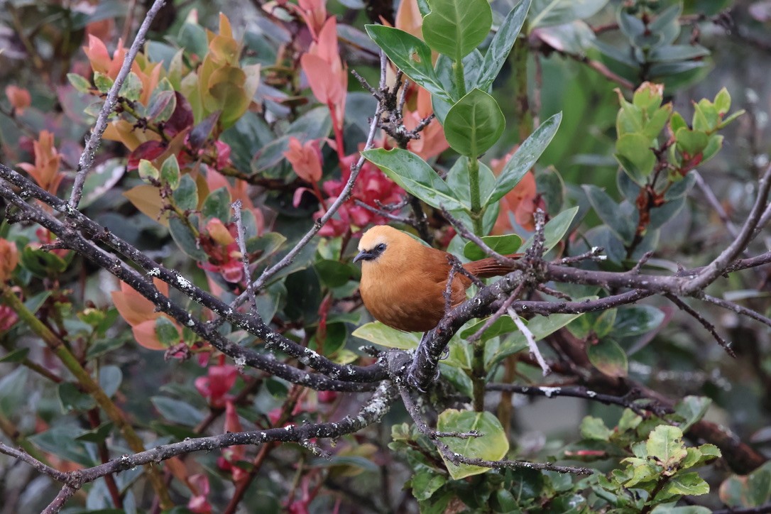 Rufous Wren - ML643792596