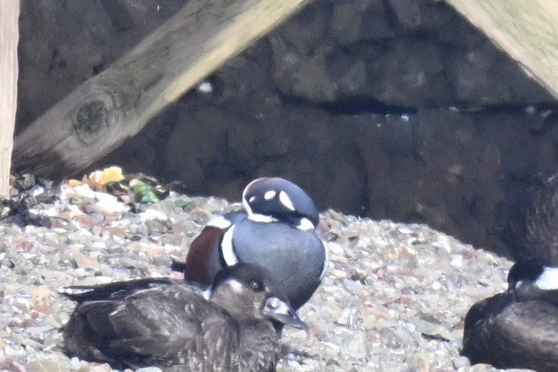 Harlequin Duck - ML643792605