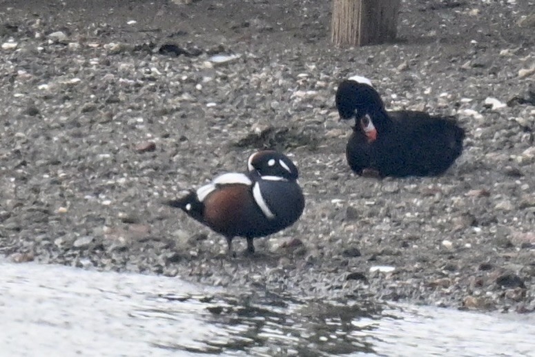 Harlequin Duck - ML643792613