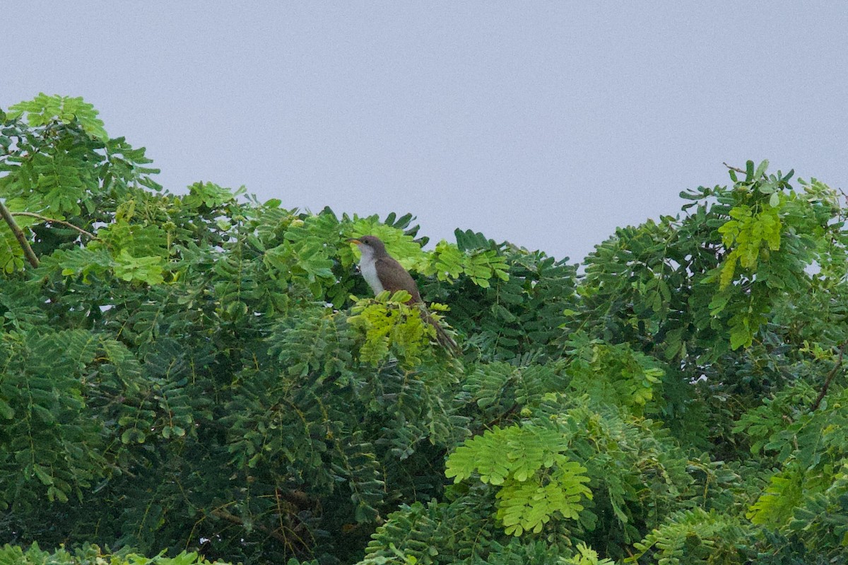 Yellow-billed Cuckoo - ML643792629