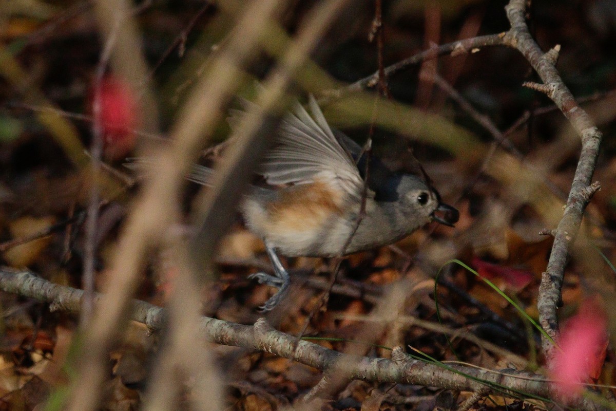 Tufted Titmouse - ML643792635