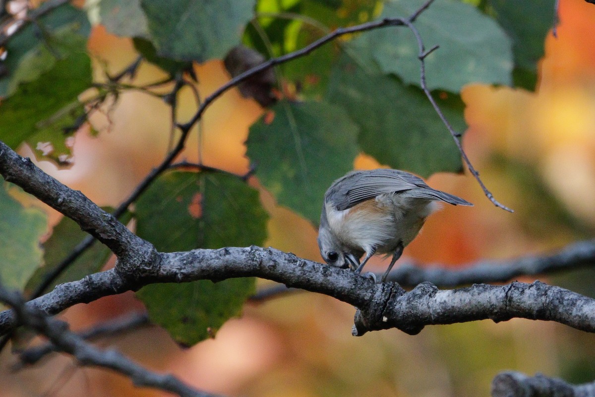 Tufted Titmouse - ML643792636