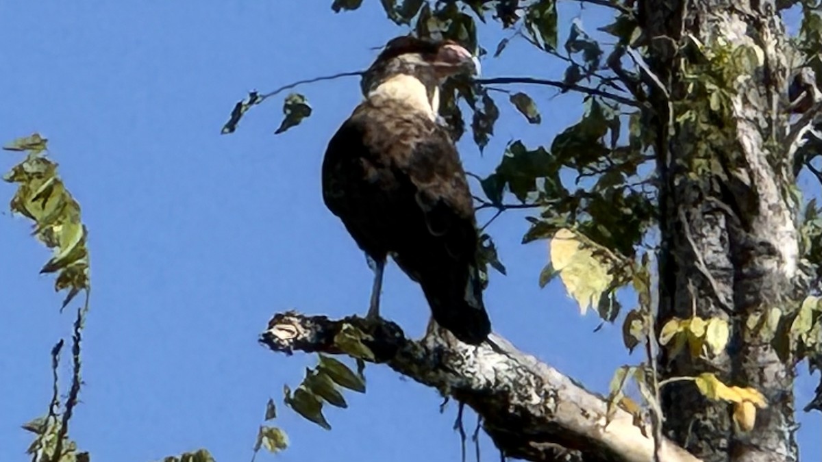 Crested Caracara - ML643792640