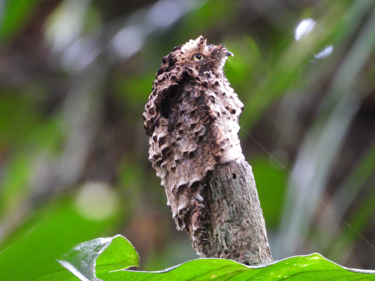 サビイロタチヨタカ - ML643792657