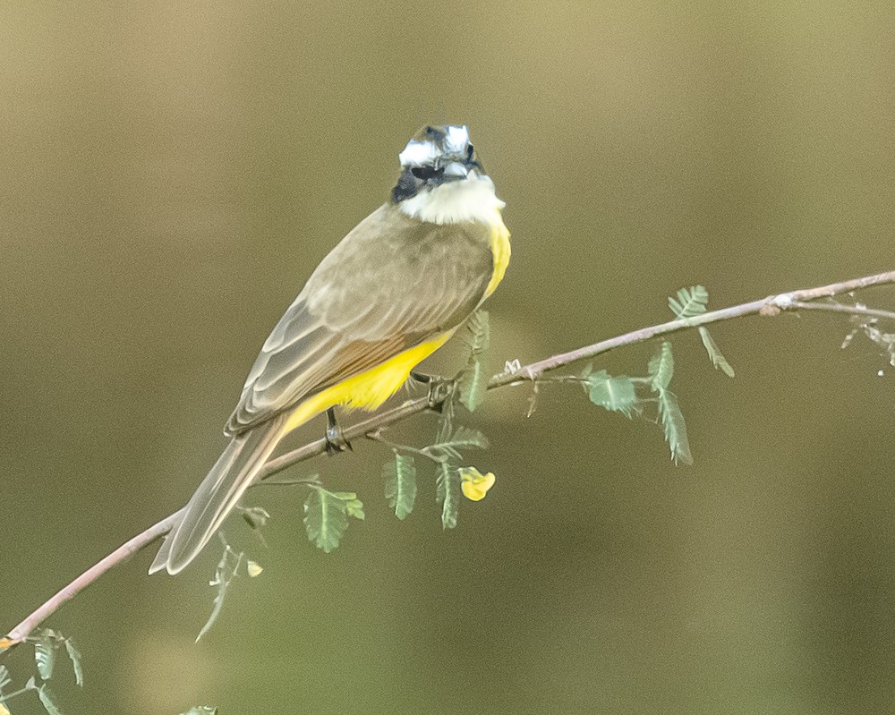 Lesser Kiskadee - ML643792661