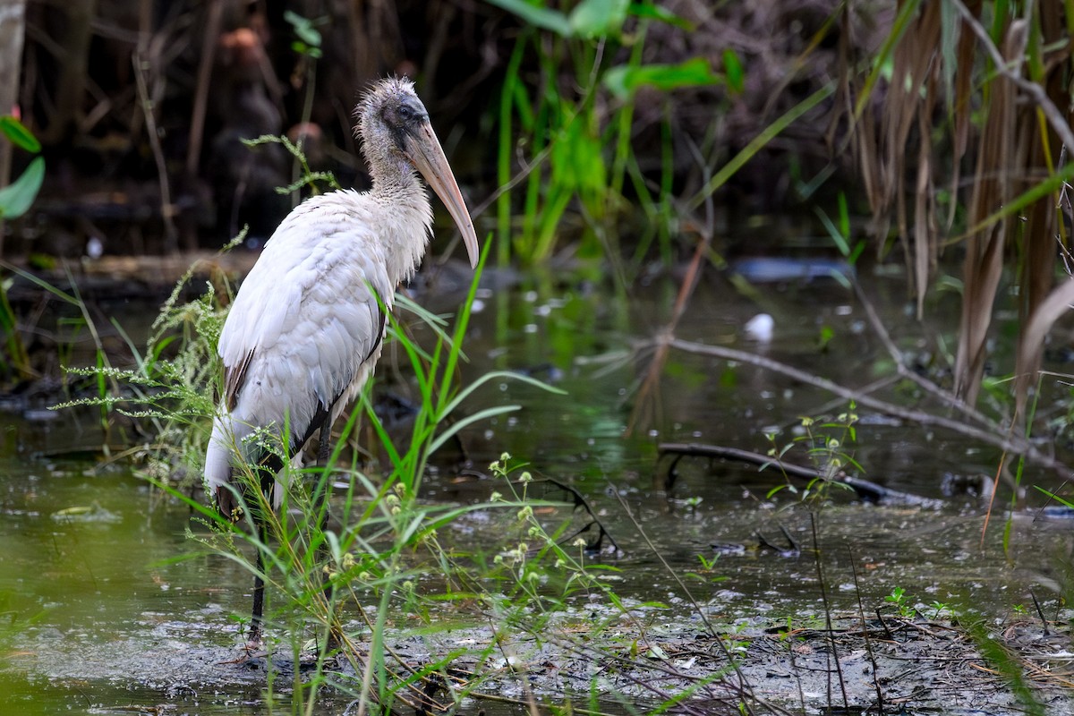 Wood Stork - ML643792665