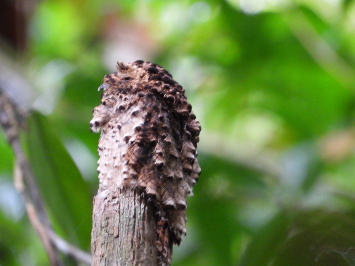 サビイロタチヨタカ - ML643792667