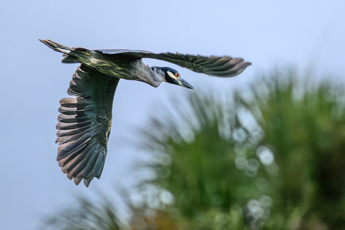 Yellow-crowned Night Heron - ML643792677