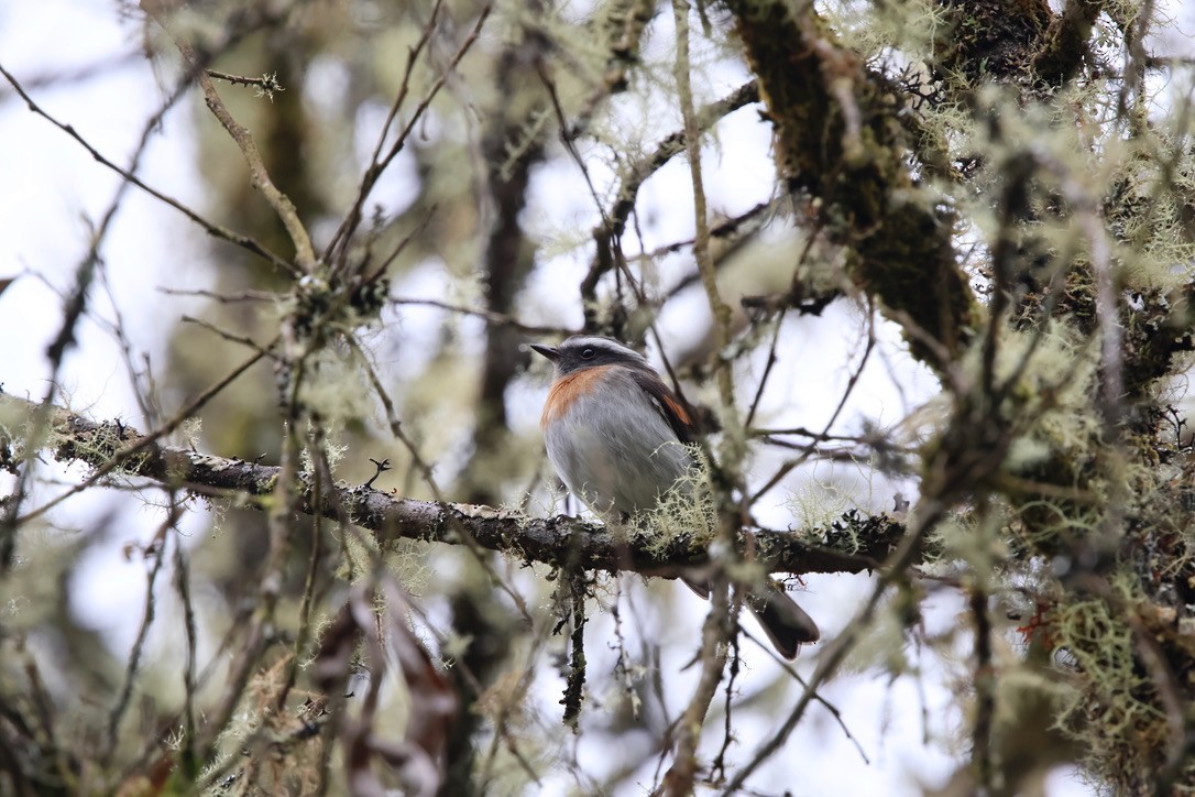 Rufous-breasted Chat-Tyrant - ML643792698