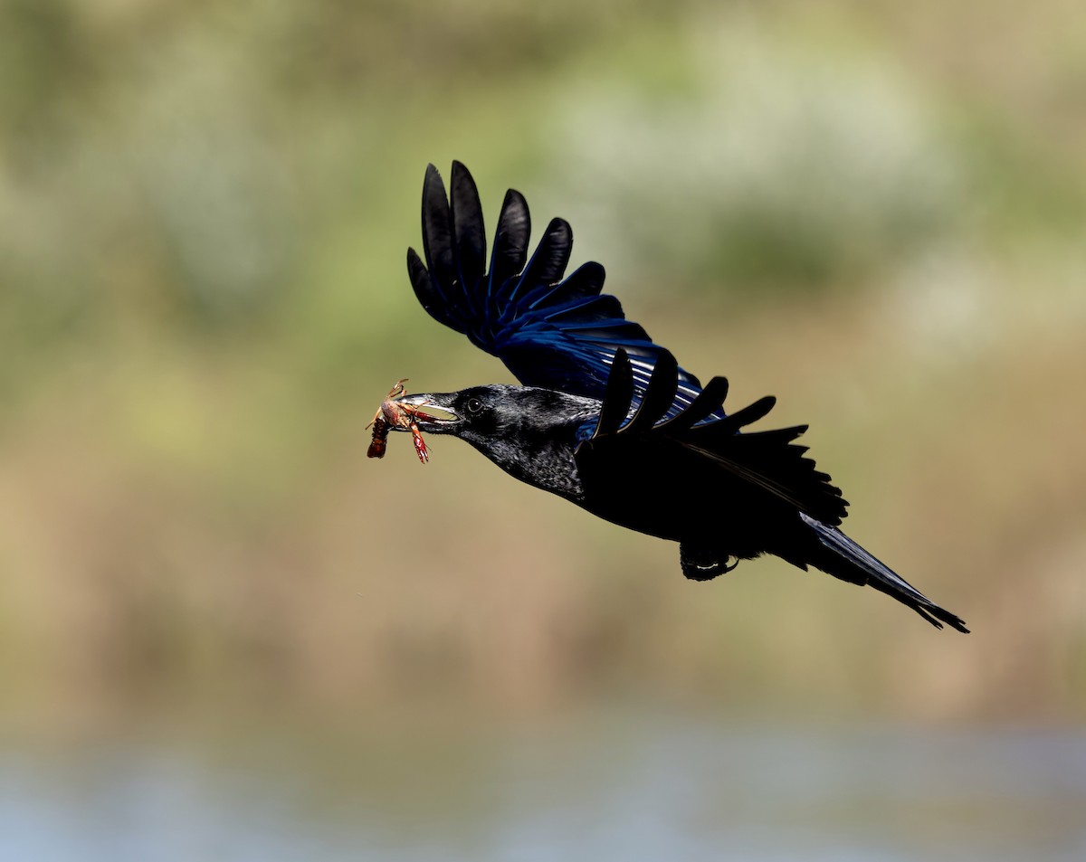 Grand Corbeau - ML643792701