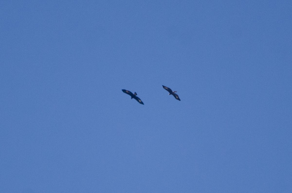 Golden Eagle - ML643792708