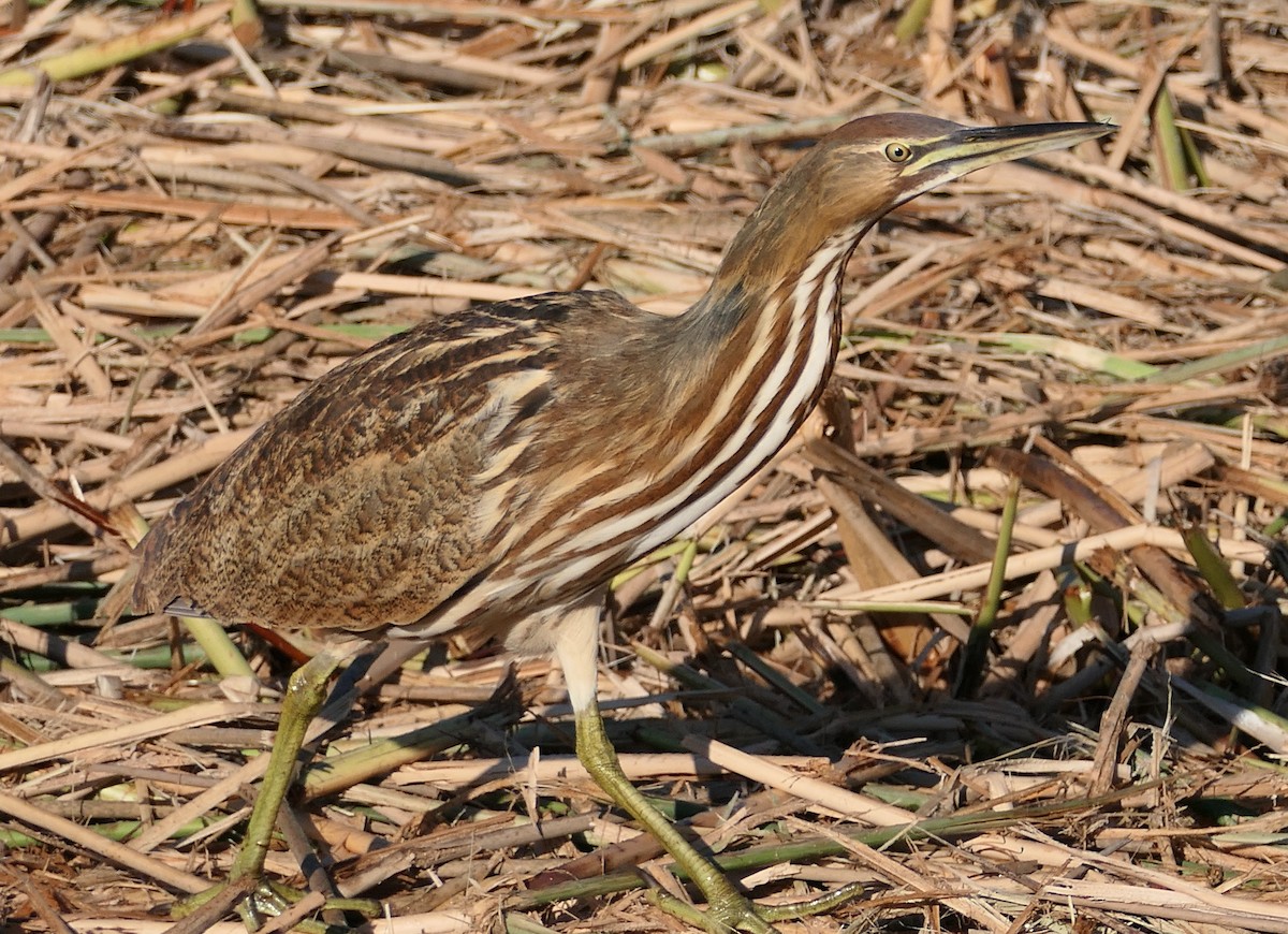 American Bittern - ML643792709