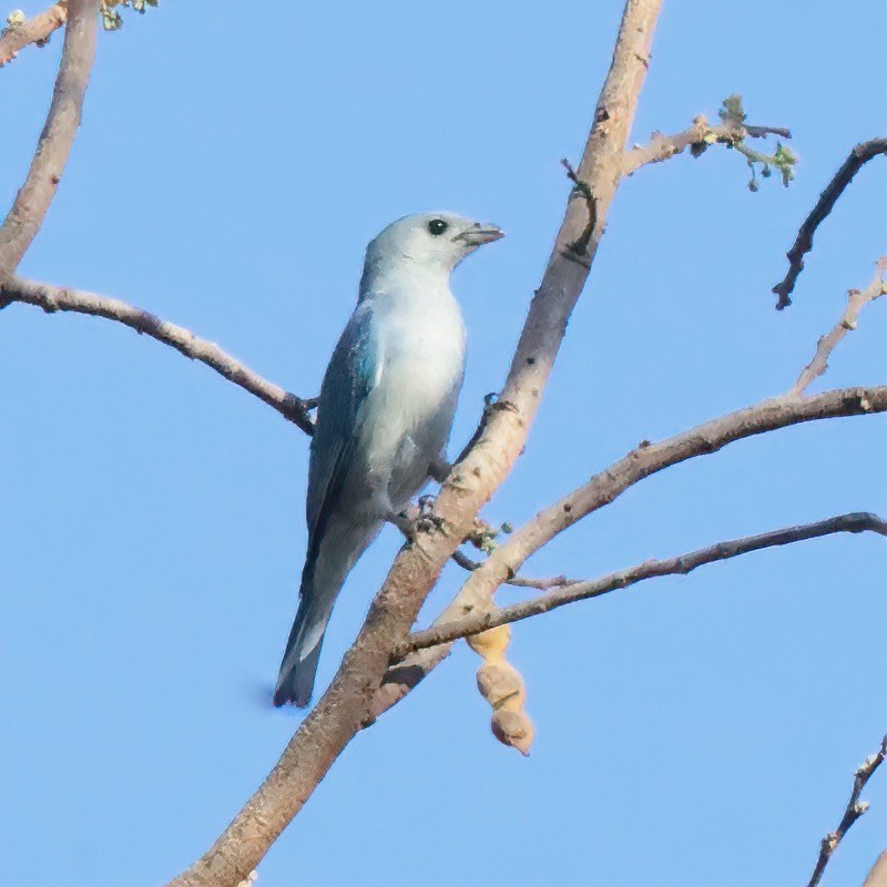 Blue-gray Tanager - ML643792726