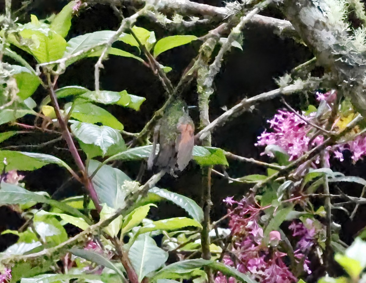 Garnet-throated Hummingbird - ML643792730