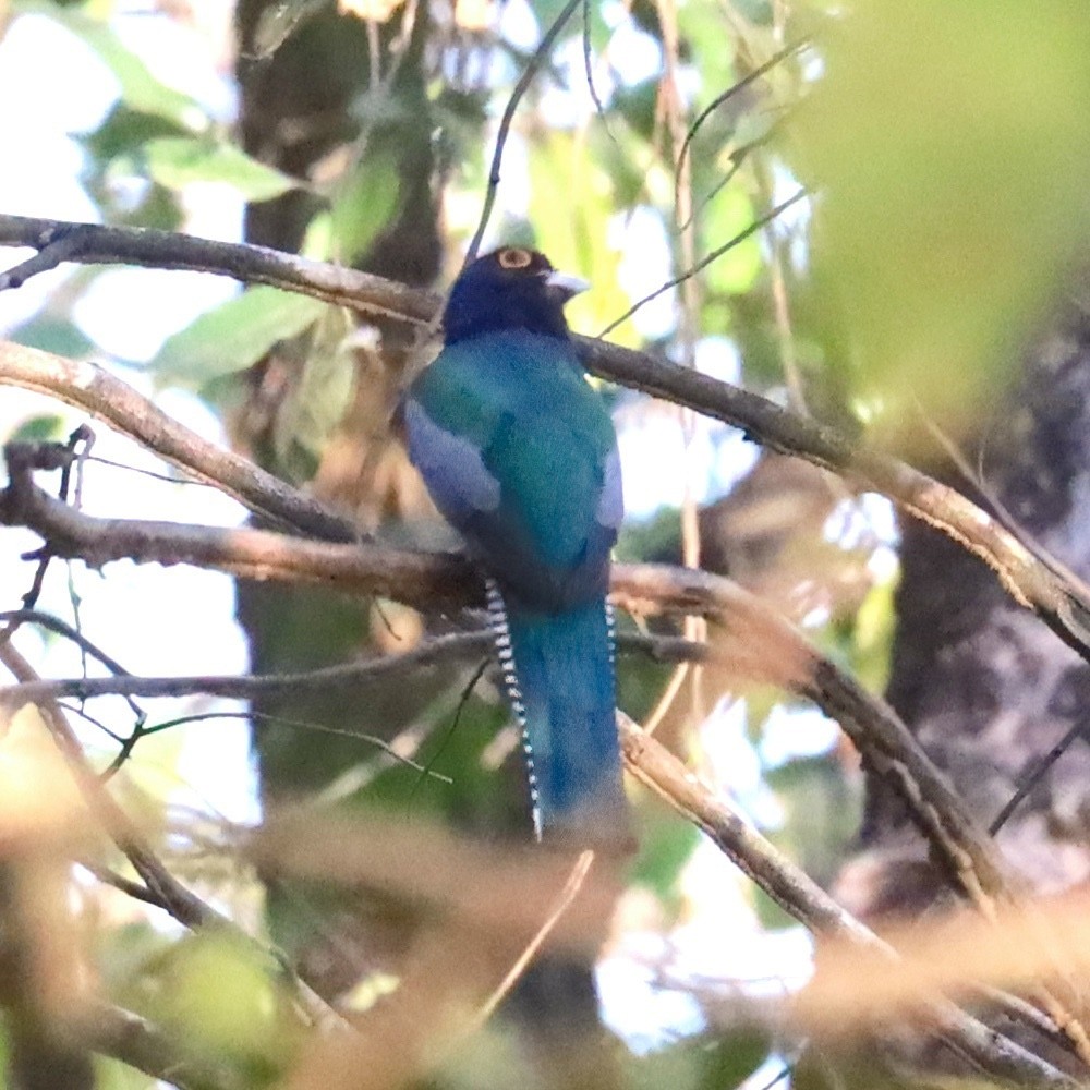 Blue-crowned Trogon - ML643792740