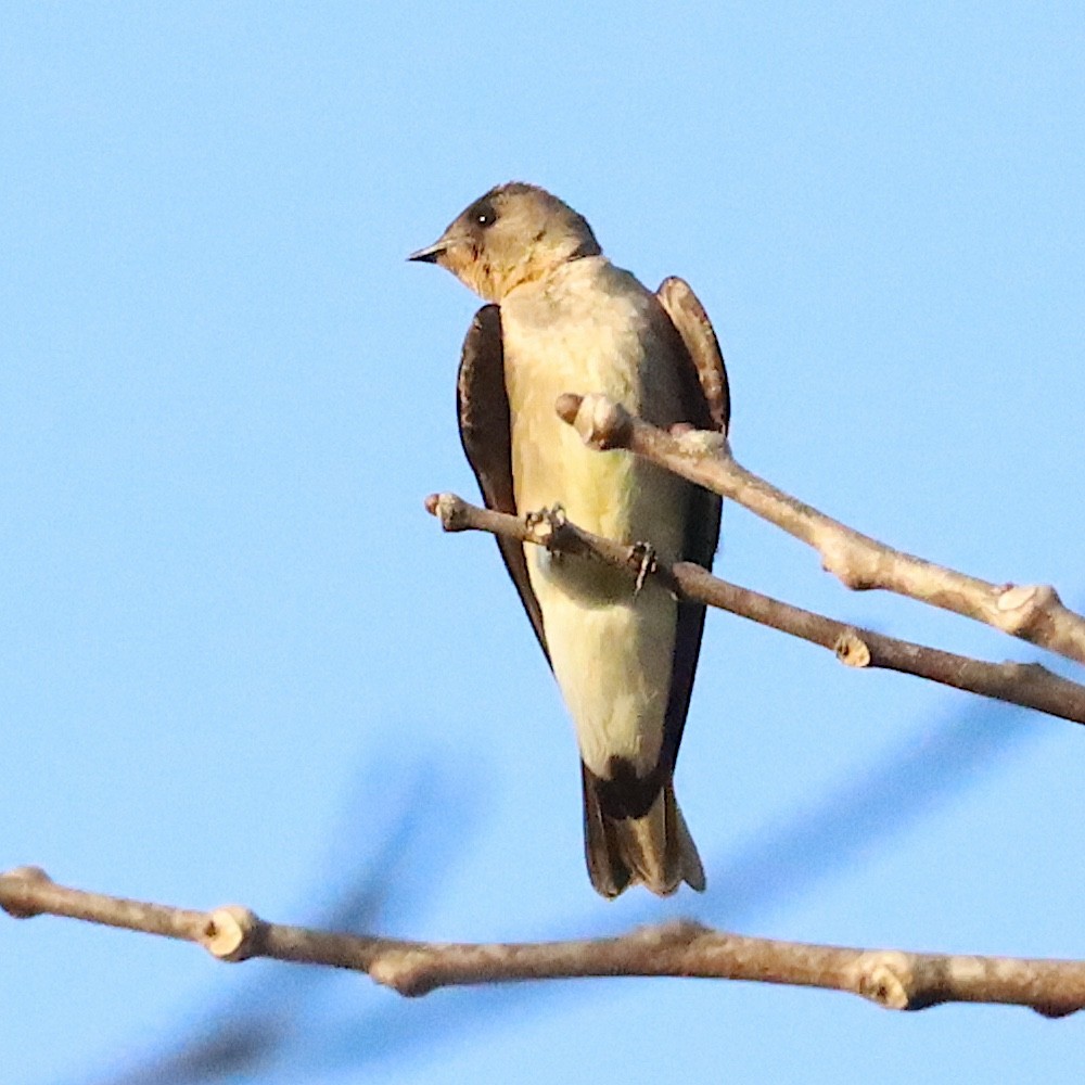 Southern Rough-winged Swallow - ML643792752