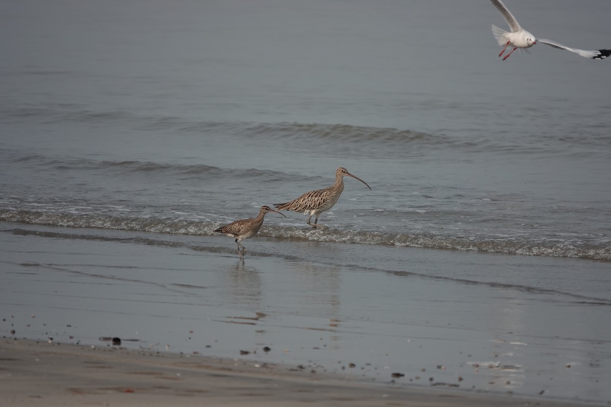 Eurasian Curlew - ML643792770
