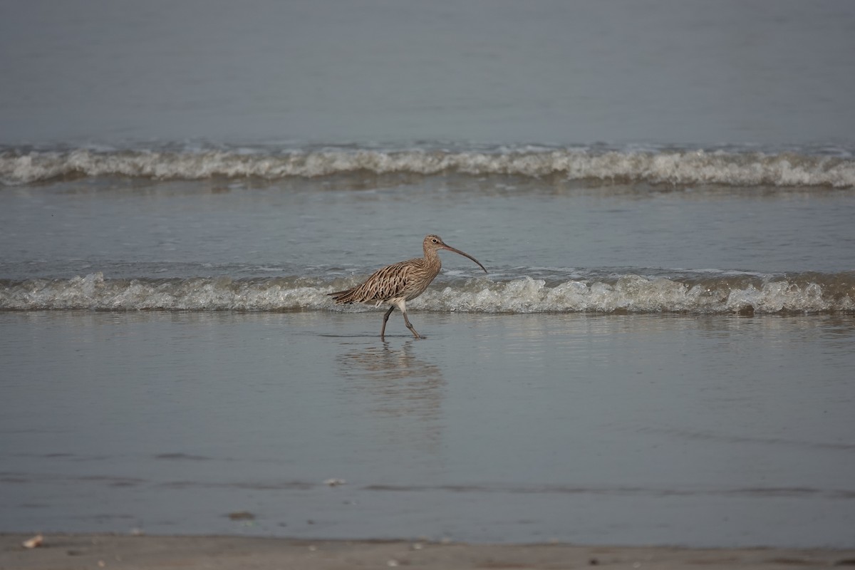 Eurasian Curlew - ML643792771
