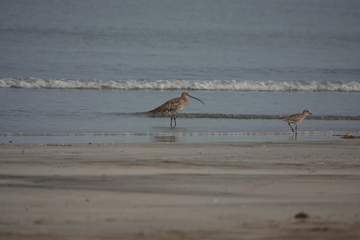Eurasian Curlew - ML643792774