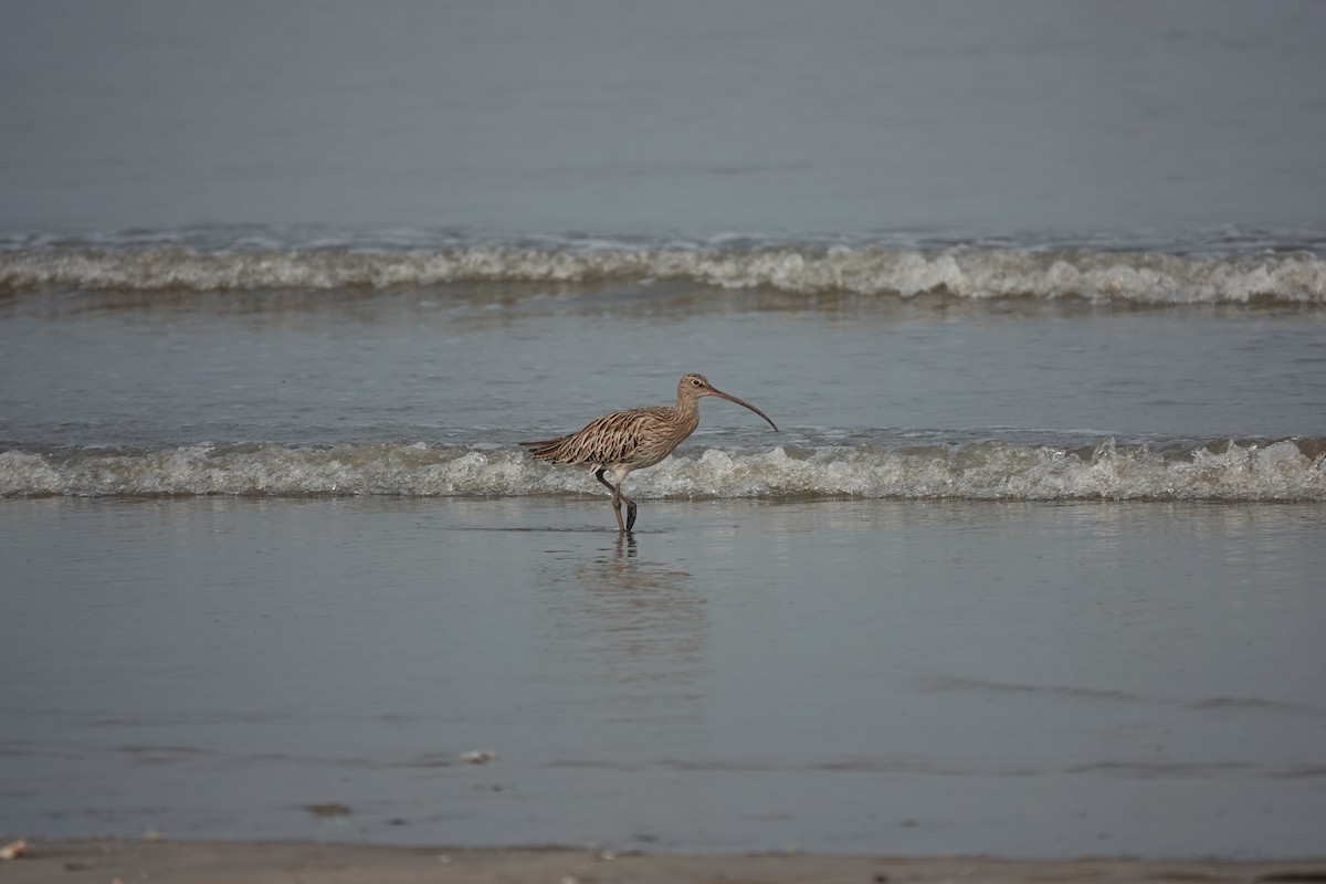 Eurasian Curlew - ML643792775