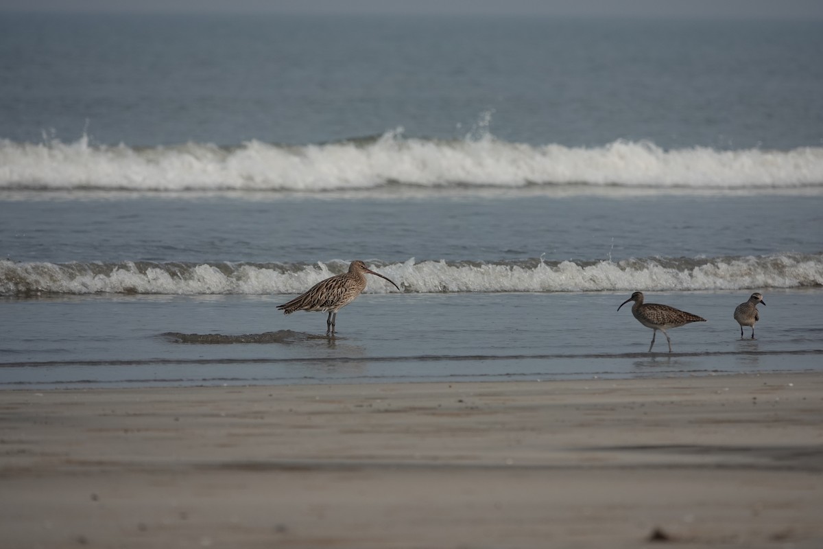 Eurasian Curlew - ML643792777