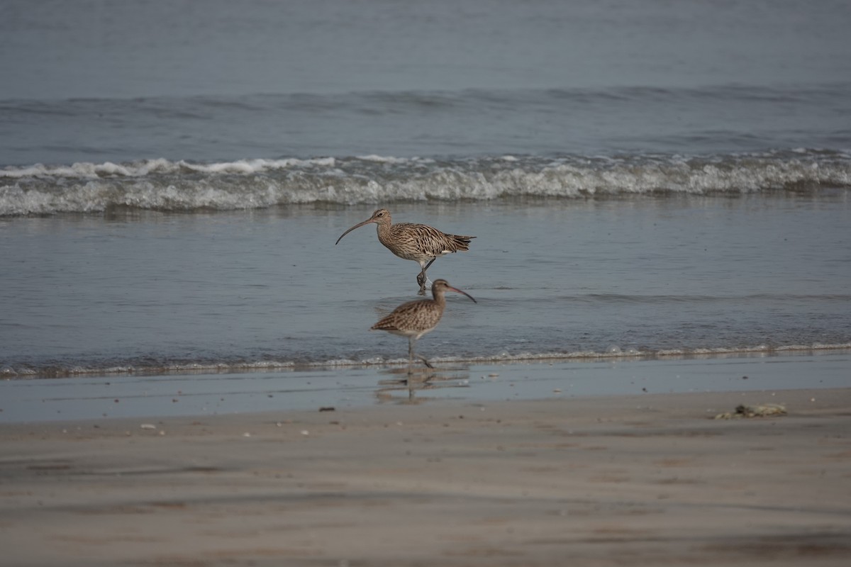 Eurasian Curlew - ML643792780