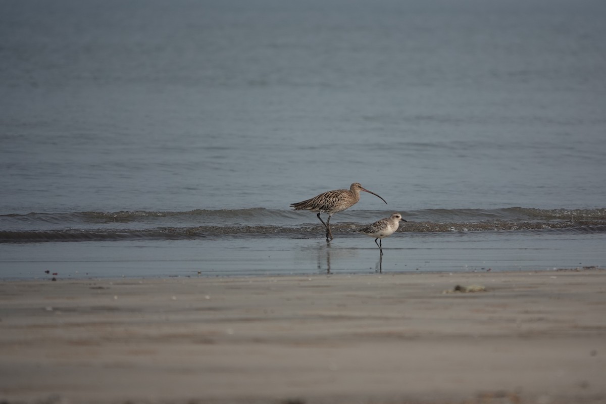 Eurasian Curlew - ML643792783
