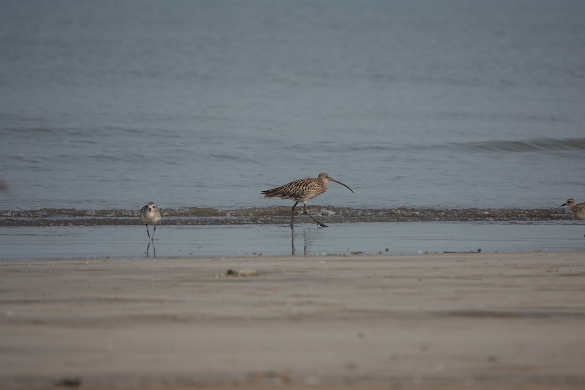 Eurasian Curlew - ML643792788