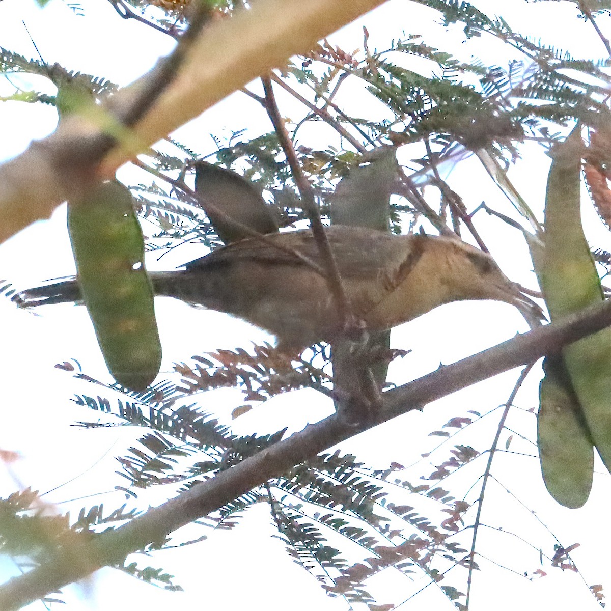 Thrush-like Wren - ML643792792